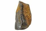 Fossil Hadrosaur (Edmontosaurus) Partial Tooth - Montana #340944-1